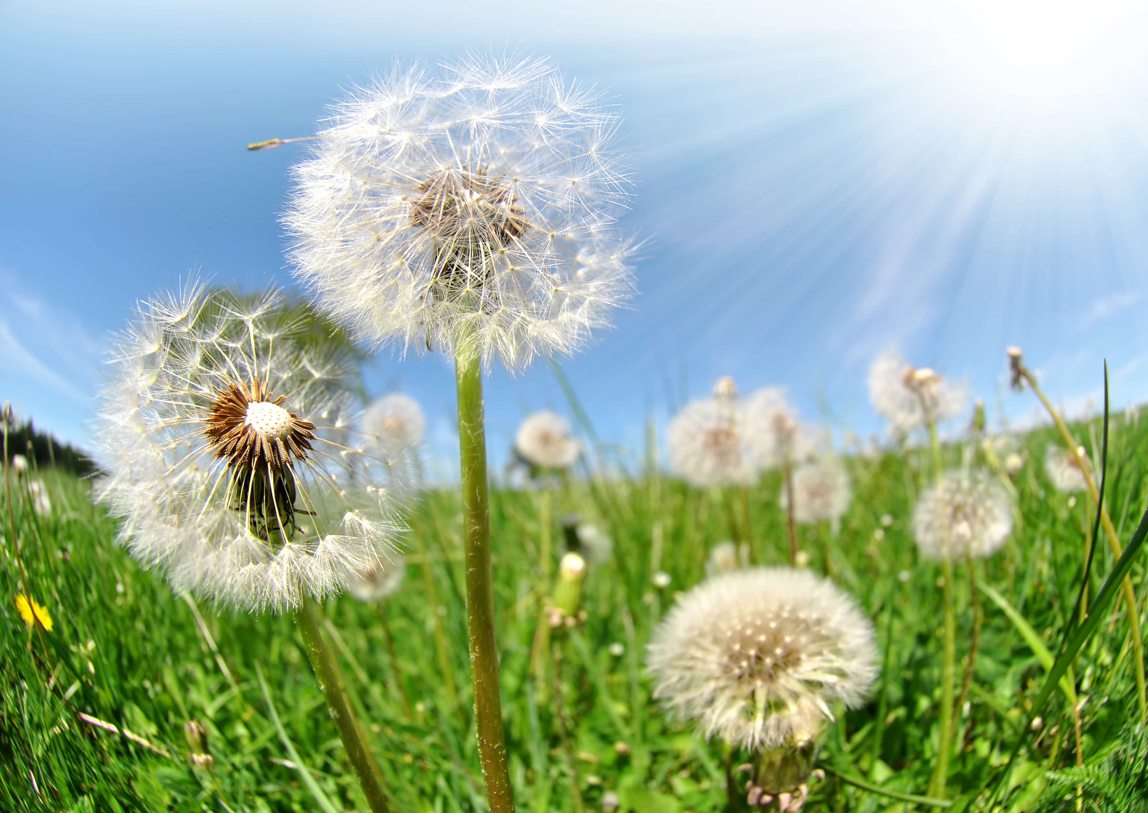 Dandelion Killer