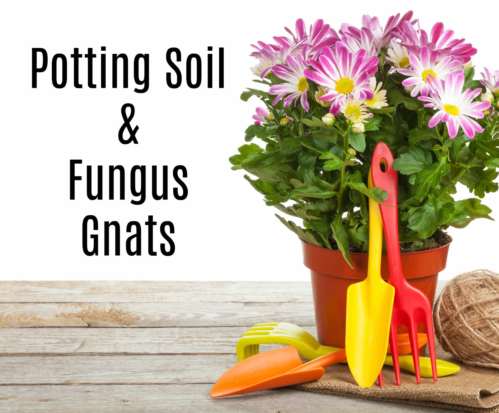 Gnats And Potting Soil 