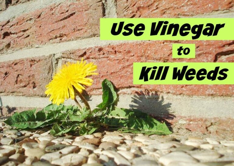 how-to-use-vinegar-to-kill-weeds-get-green-be-well