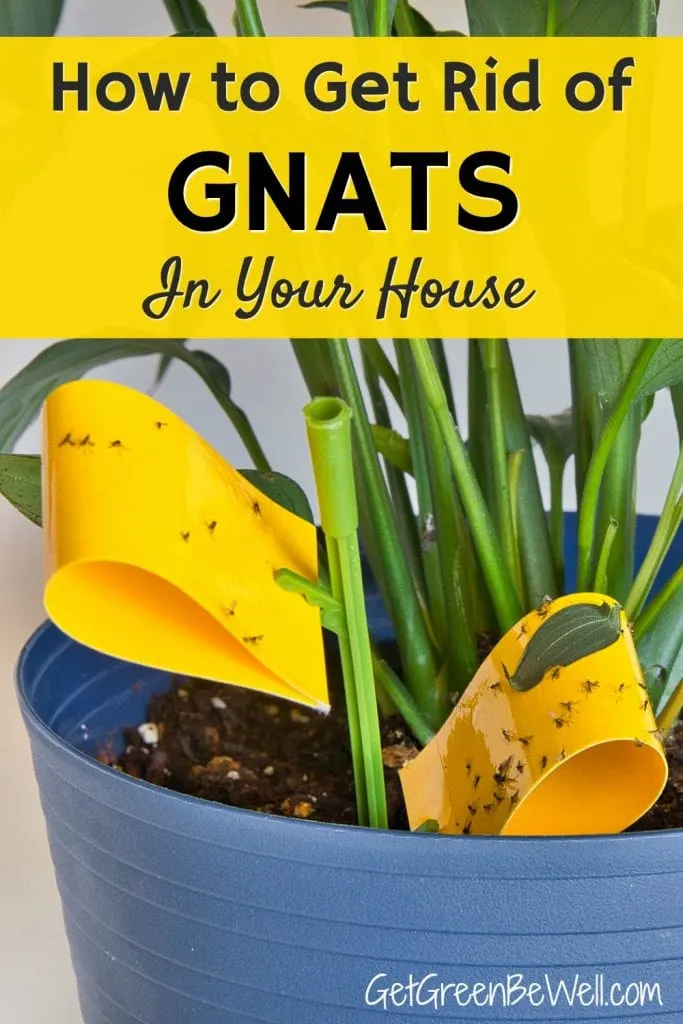 How to GET RID OF GNATS  In house fast 