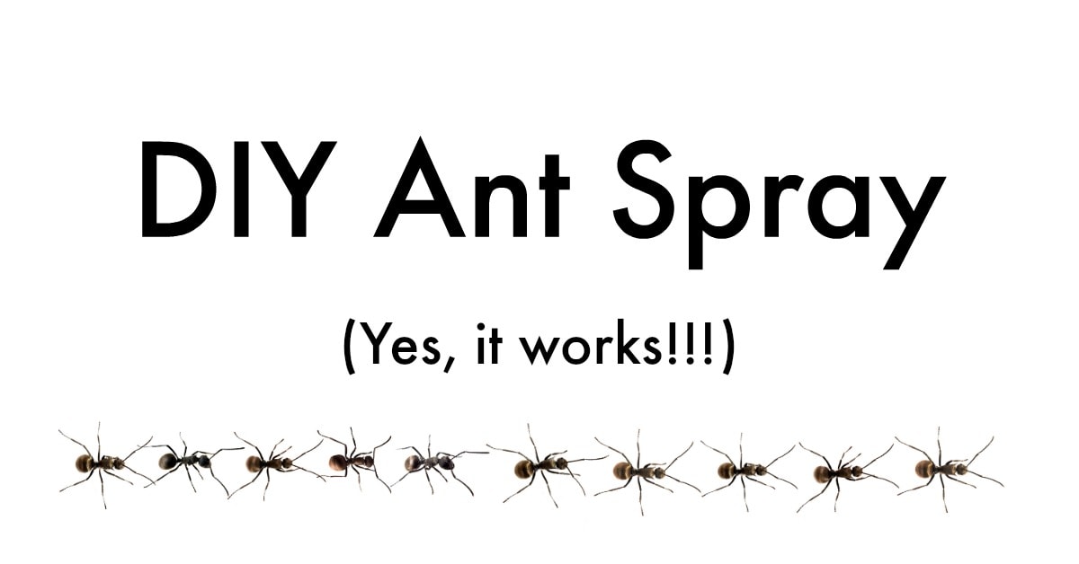 Diy Ant Spray Safe For Pets Get Green Be Well