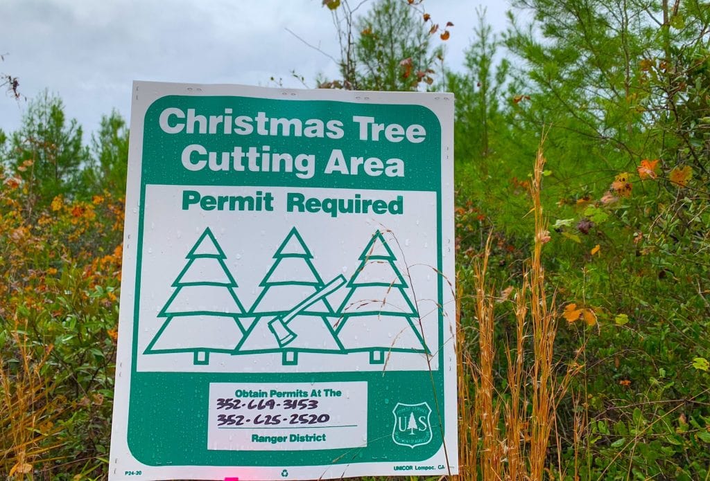 How to Cut a Christmas Tree in a National Forest Get Green Be Well