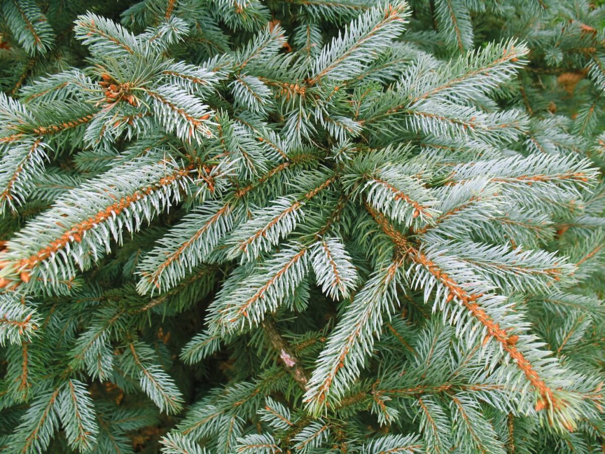 How to Cut a Christmas Tree in a National Forest - Get Green Be Well