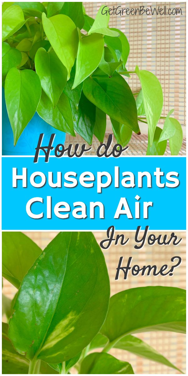 Indoor Plants that Clean the Air How Do They Remove Toxins? Get