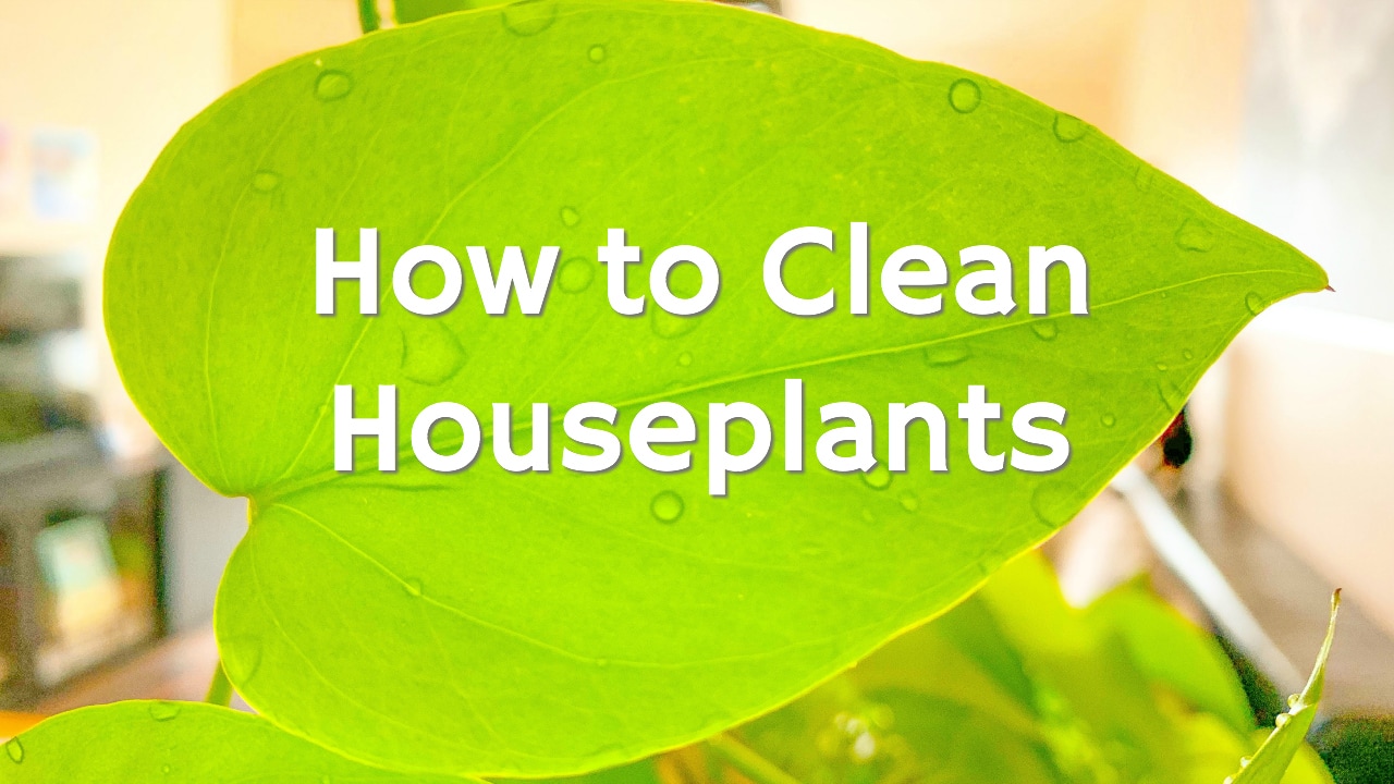 how-to-clean-houseplants-for-better-air-purifying-get-green-be-well