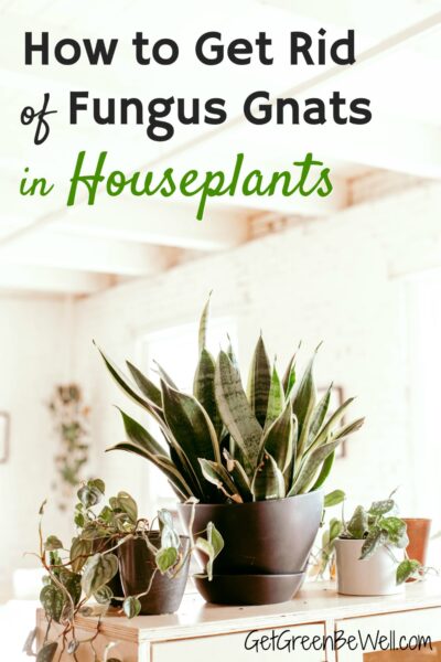 How to Get Rid of Fungus Gnats - Get Green Be Well