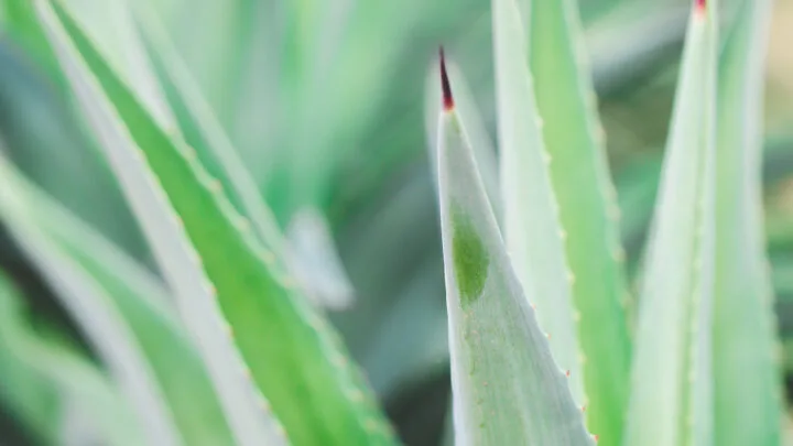 Aloe Vera plant close up