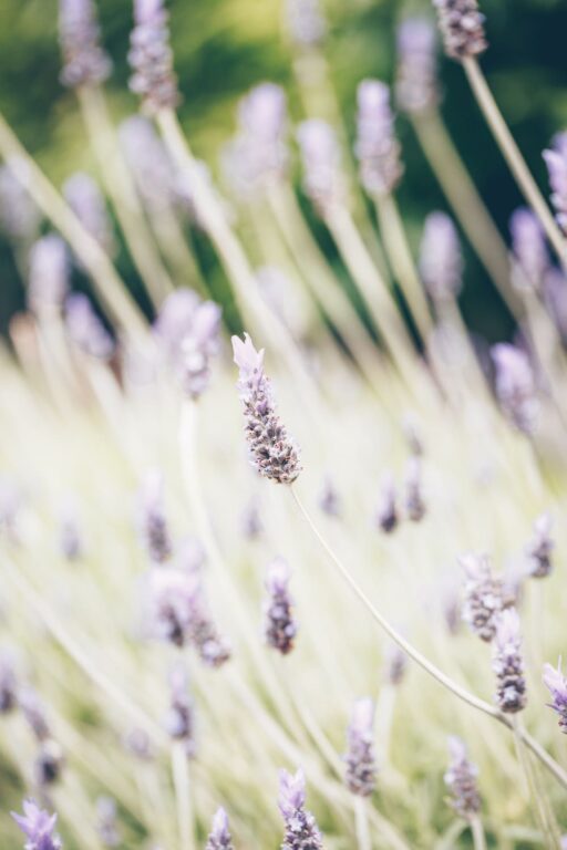 Does Lavender Repel Mosquitoes? - Get Green Be Well