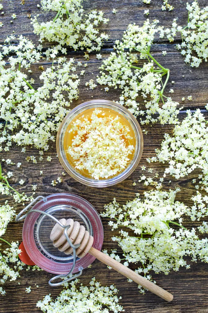 Elderflower Foraging And Drying + Honey Recipe - Get Green Be Well