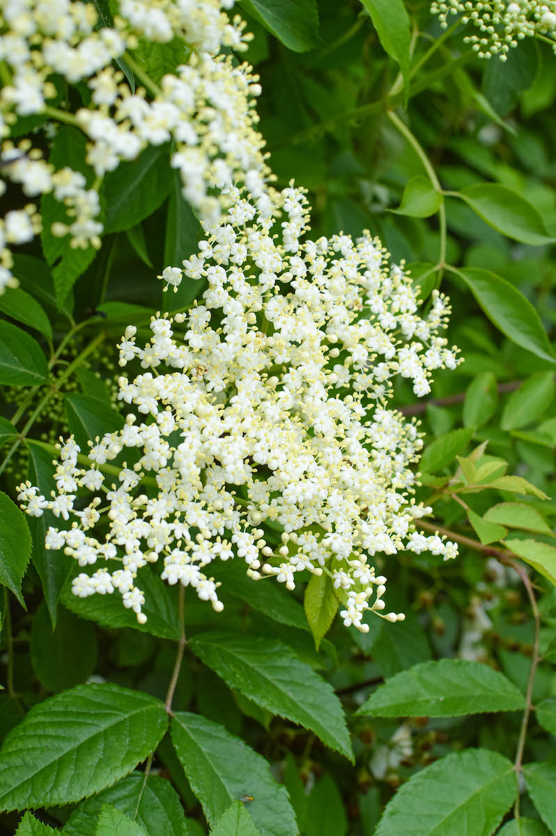 Elderflower Foraging And Drying Honey Recipe Get Green Be Well