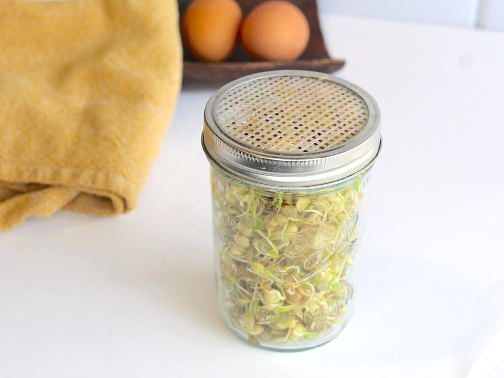 Sprout Lentils in a mason jar on a counter next to eggs.