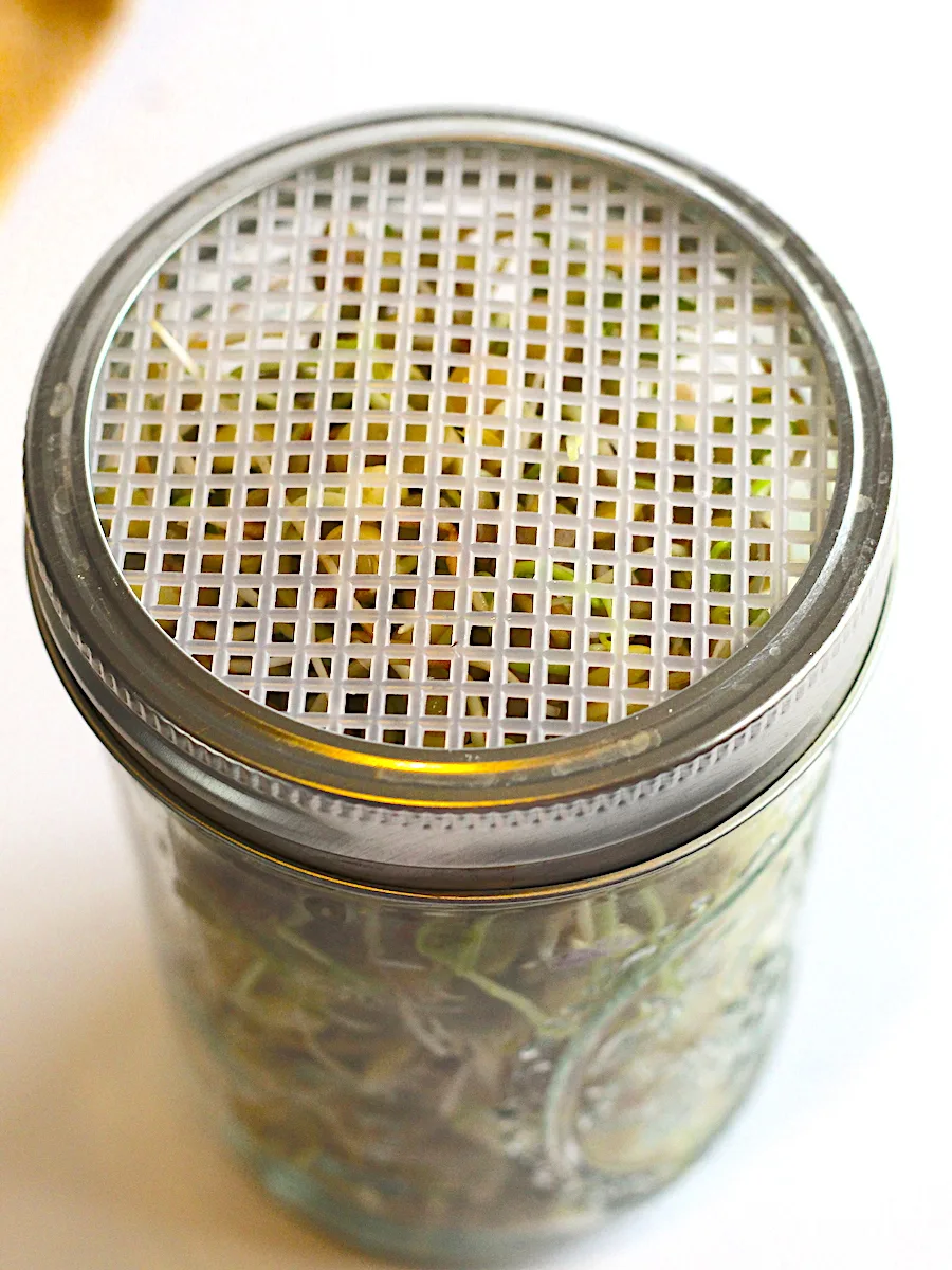 Sprout Lentils with plastic mesh lid on Mason jar.