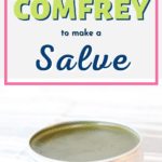 Why you want to harvest comfrey to make a salve.