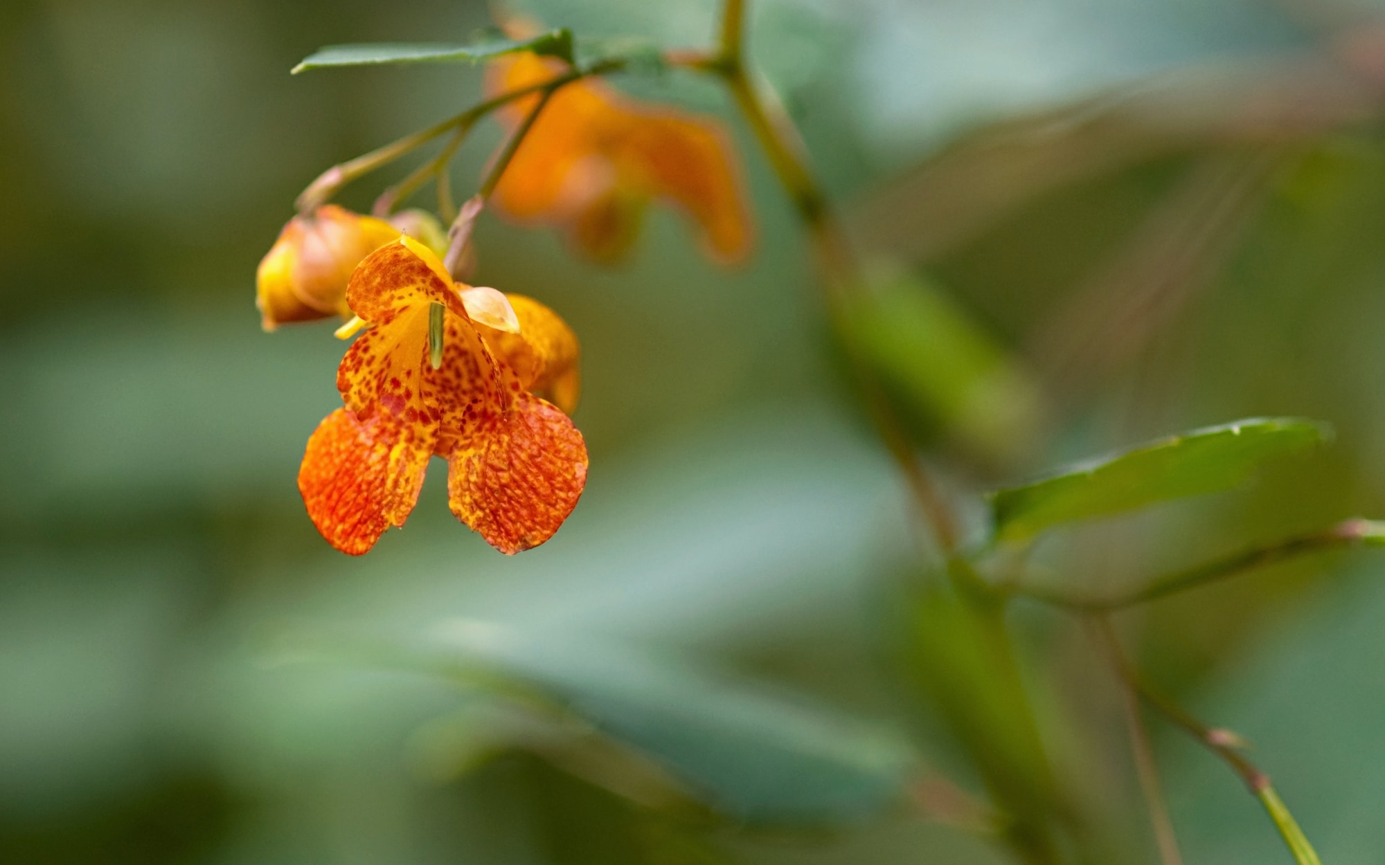 how-to-make-jewelweed-spray-topical-mist-for-poison-ivy-get-green